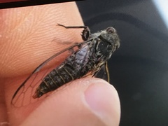 Atrapsalta encaustica