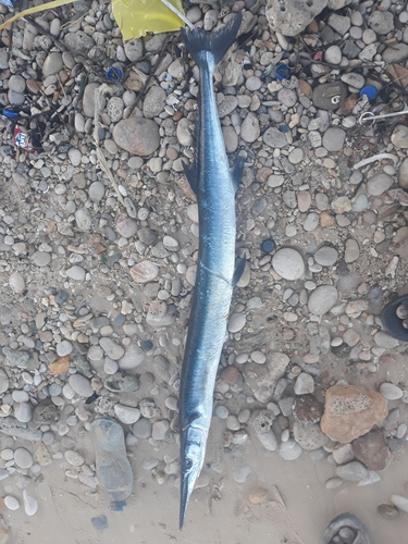 Houndfish