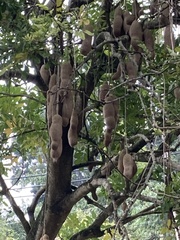 Kigelia
