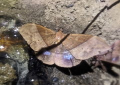 Ischyja marapok