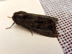 Neumichtis nigerrima