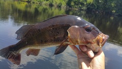 Cichla monoculus