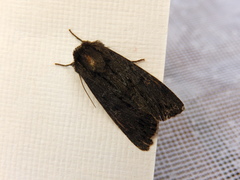 Neumichtis nigerrima