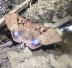 Ischyja marapok