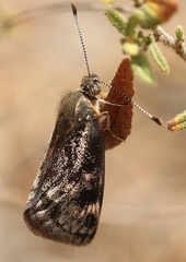 Synemon parthenoides