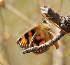 Synemon parthenoides
