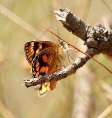 Synemon parthenoides