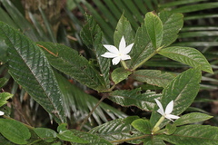 Atractocarpus hirtus