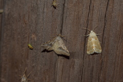 Frederickia s-signata