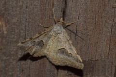 Frederickia s-signata