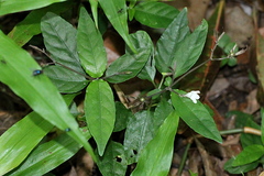 Rhaphidospora cavernarum