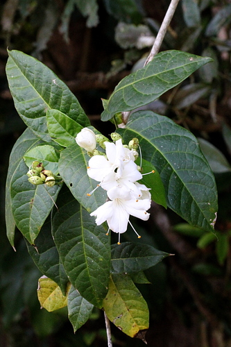 Oxera splendida (F.Muell.) Gâteblé & Barrabé