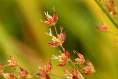 Juncus oxymeris