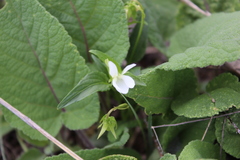 Viola accrescens