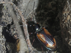 Peryphus