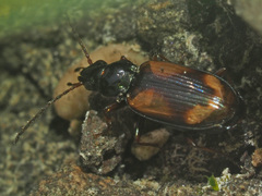 Peryphus