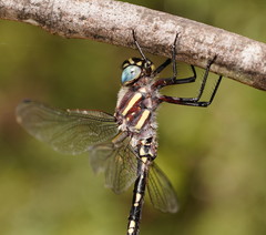 Notoaeschna sagittata