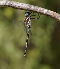 Notoaeschna sagittata