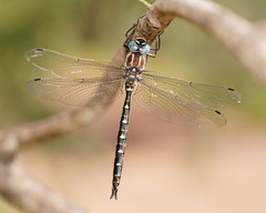 Notoaeschna sagittata