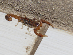 Uroplectes planimanus