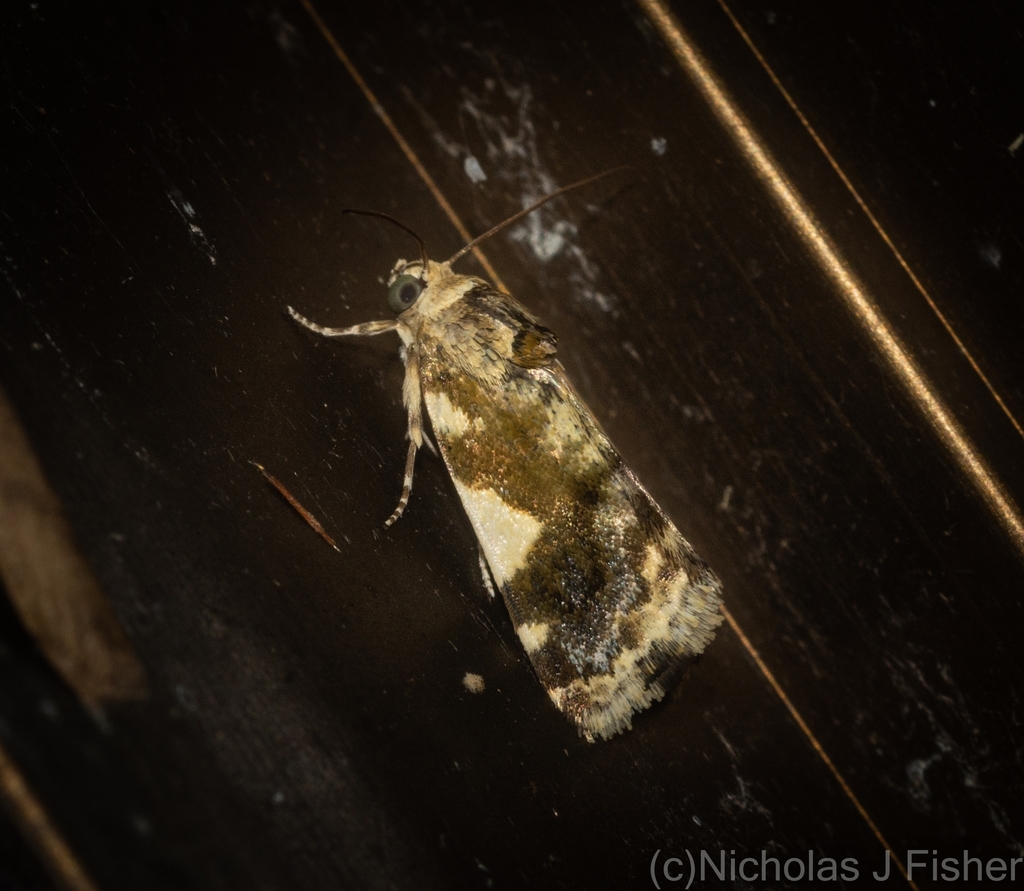 Acontia elaeoa