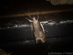 Xylorycta melaleucae