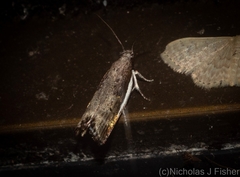 Xylorycta melaleucae