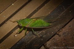 Chlorocysta vitripennis