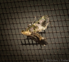 Arescoptera haplocala