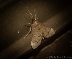 Piletocera macroperalis