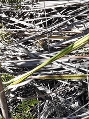 Lissolepis coventryi