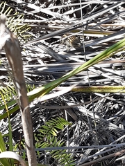 Lissolepis coventryi