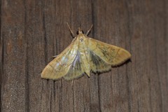 Psara obscuralis