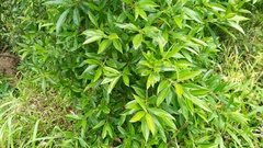 Cestrum laevigatum