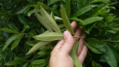 Cestrum laevigatum