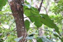 Epipremnum