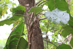 Epipremnum