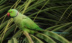 Psittacula krameri