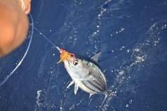 Skipjack Tuna photo 5