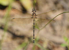 Eusynthemis virgula
