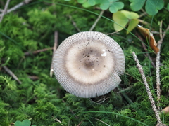 Amanita umbrinolutea