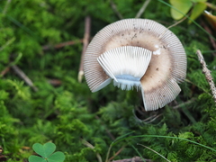 Amanita umbrinolutea