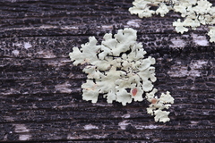 Flavoparmelia soredians