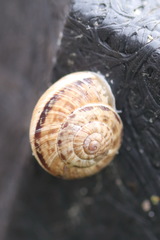 Xeroplexa intersecta