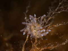 Eubranchus rupium