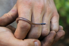 Aparallactus capensis