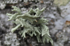 Ramalina fastigiata