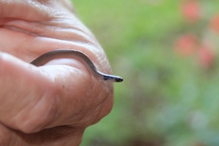 Aparallactus capensis