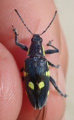 Polyclaeis longicornis