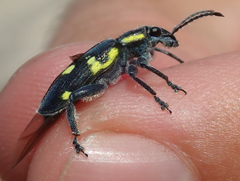 Polyclaeis longicornis